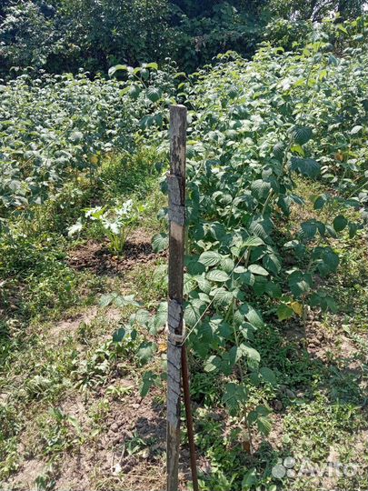 Ремонтантная малина, Таруса