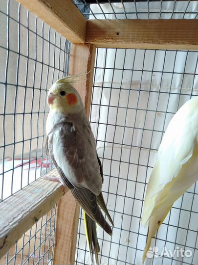 Попугай корелла девочка