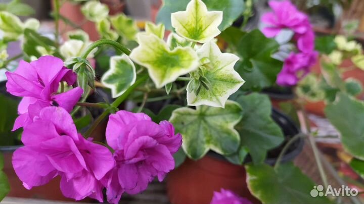 Цветы комнатные