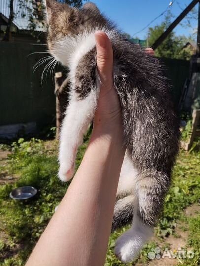 Котенок девочка