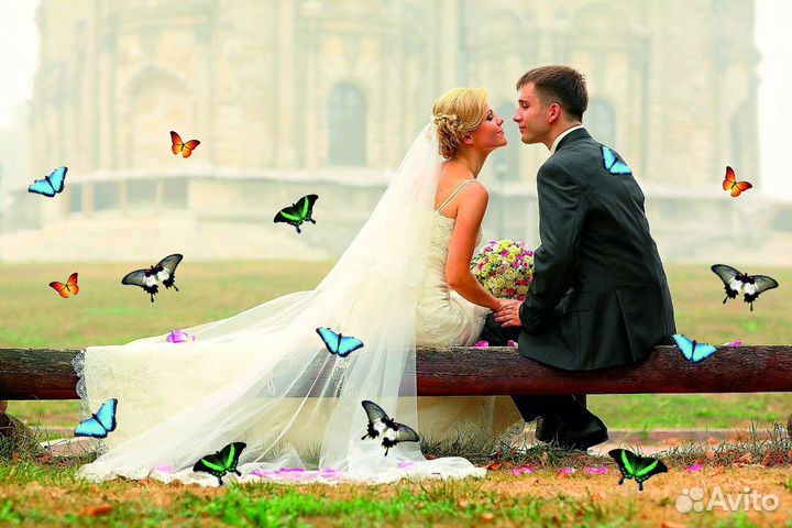 Салют из Живых Тропических Бабочек с/б-15