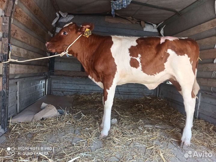 Телята симменталы