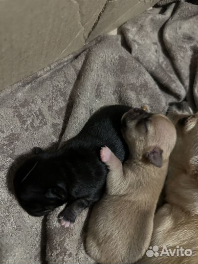 Чихуахуа мини