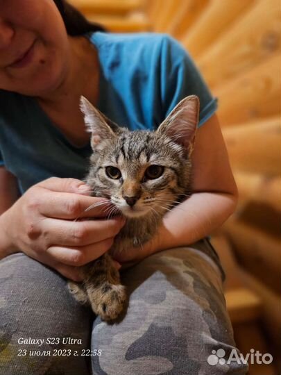 Кошки котята