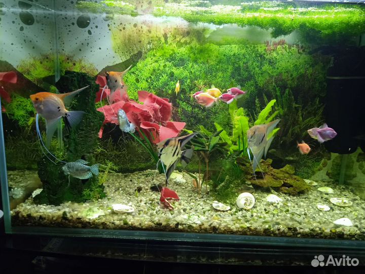 Аквариум