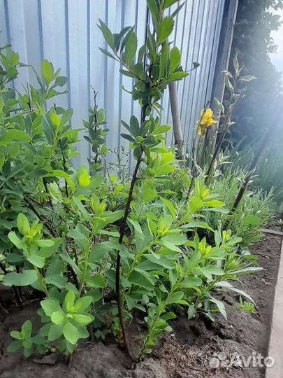 Спирея иволистная