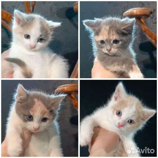 Малышня ищет дом