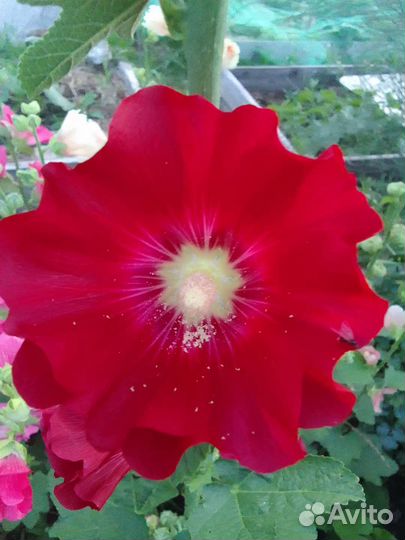 Цветы для сада