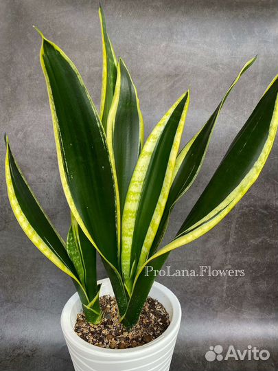 Сансевиерия