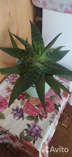 Алоэ тигровое