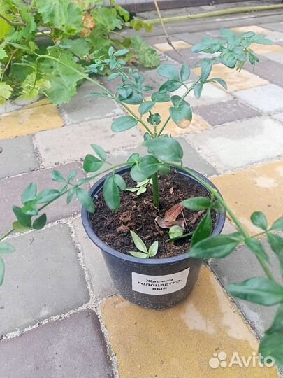 Жасмин голоцветковый,Пираканта оранжевая и красная