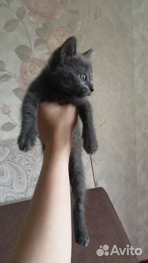 Котенка в добрые руки,бесплатно
