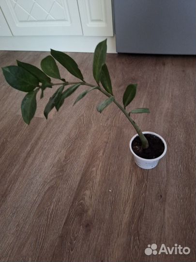 Замиокулькас