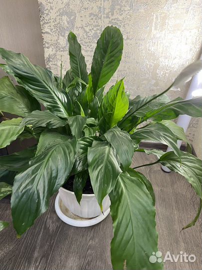 Спатифиллум