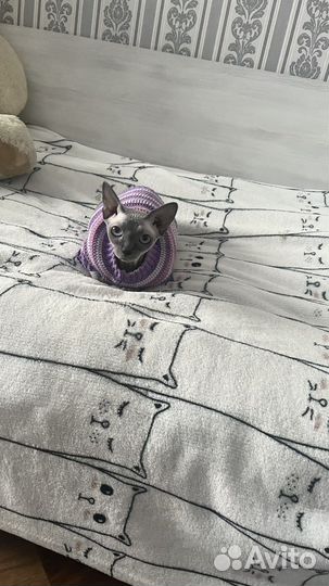 Одежда для кошек и собак