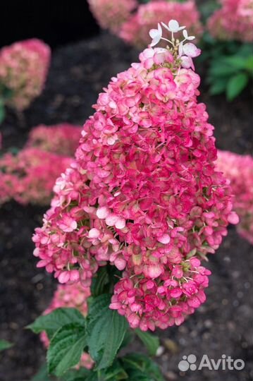 Гортензия саженцы оптом