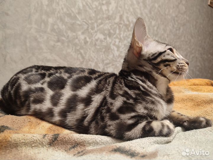 Бенгальские Серебряные Котята