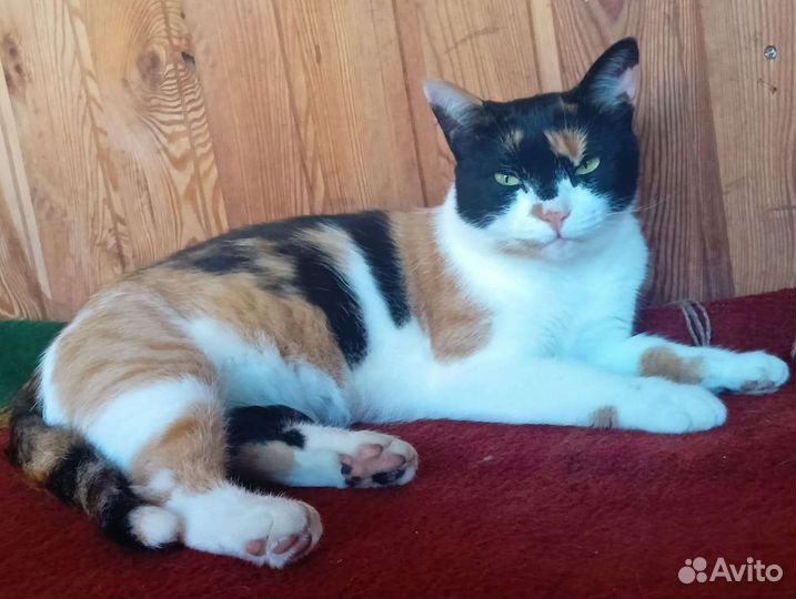 Кошка в дар