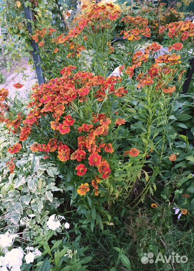 Много многолетних цветов