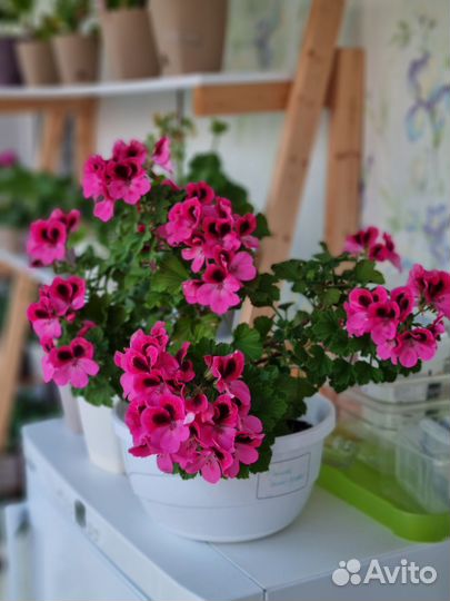 Королевская пеларгония