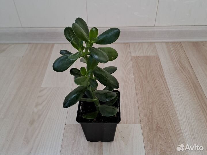 Толстянка (Crassula ovata)