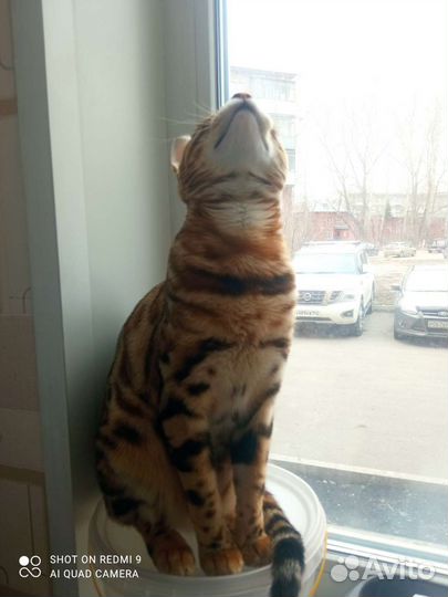 Бенгальская