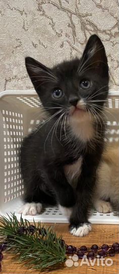 Котята