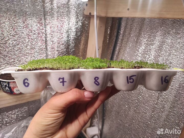 Рассада петунии 10 видов