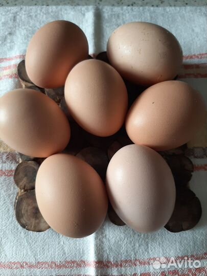 Инкубационное яйцо кур