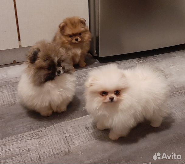 Шпиц девочки и мальчик