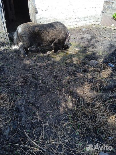 Хряк вьетнамский