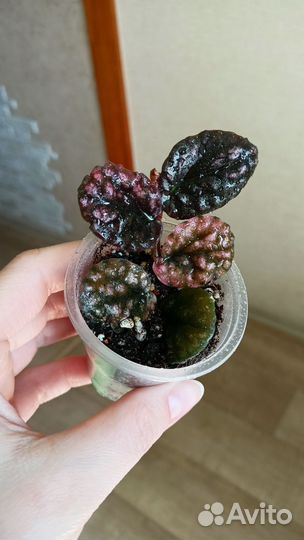 Комнатные растения