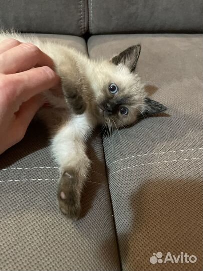 Тайские котята