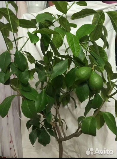 Лимонное дерево