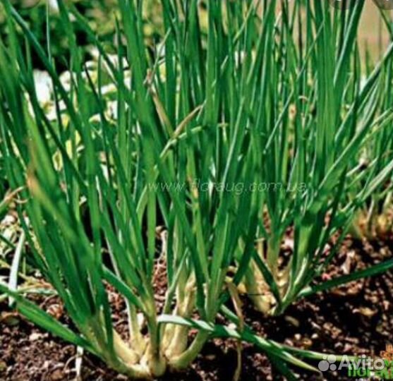 Лук шалот Деликатес (семейный)