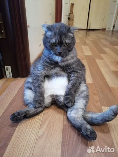 Шотландский вислоухий кот