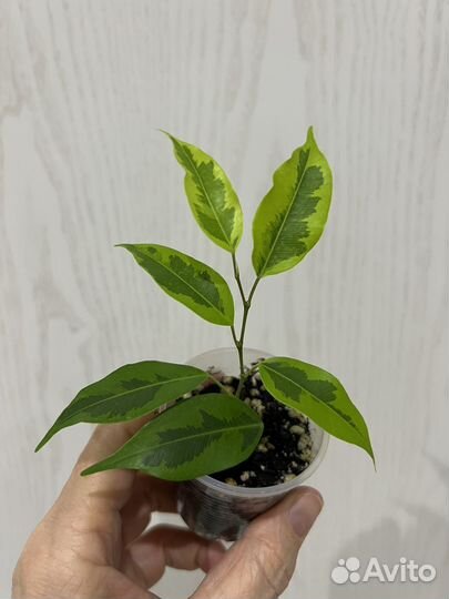 Фикус Бенджамина Регидан