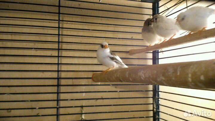 Чисто белые зебровые амадины