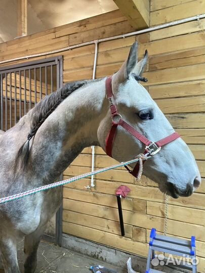 Орловский рысак жеребец