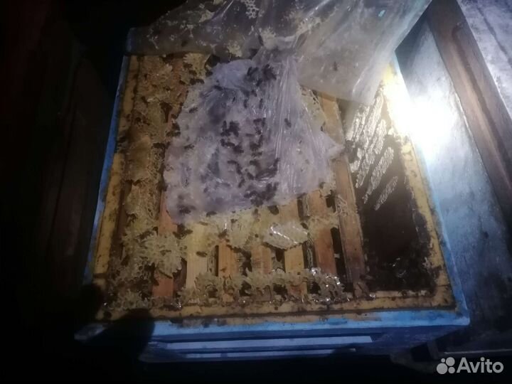 Пчелопакеты