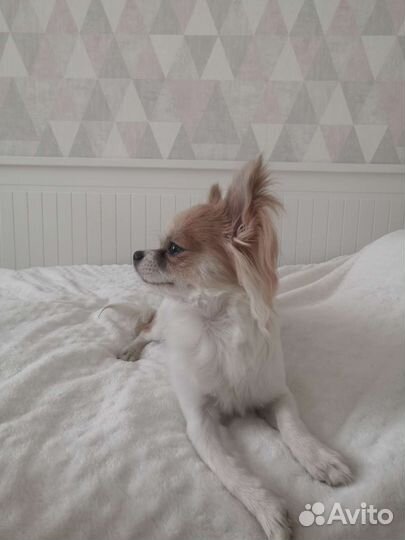 Кобель чихуахуа с голубым геном. Вязка