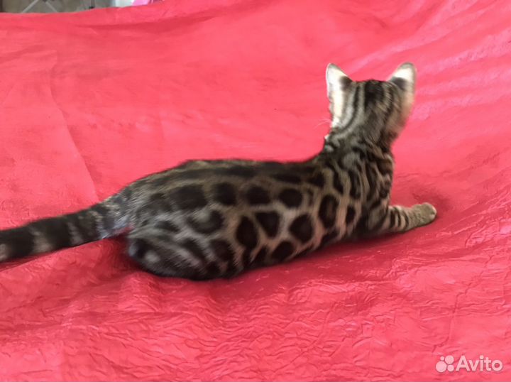 Элитные бенгалы