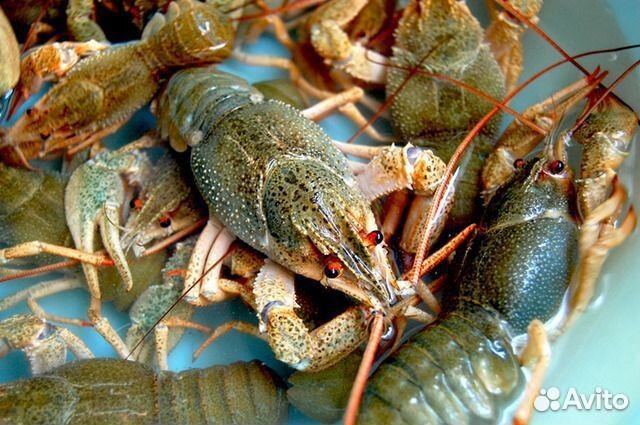 Продам живые раки