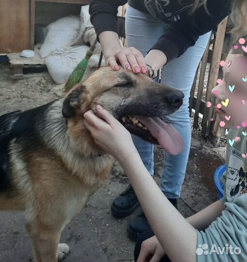 Рекс