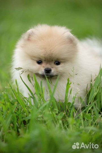 Померанский шпиц медвежьего типа