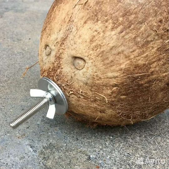 Гнездо попугая