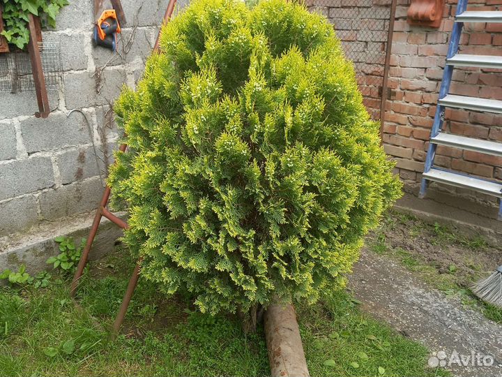 Туя шаровыдный три штуки