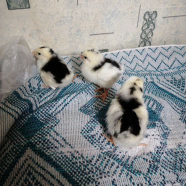 Цыплята суточные легорн