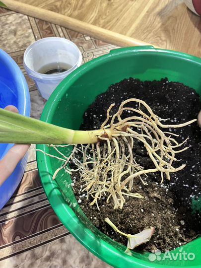 Аглаонема сильвер бей