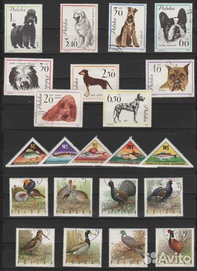 А029. Фауна. Кошки. Собаки. Животный мир